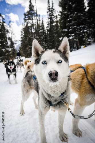 Husky sled dog © goodmanphoto