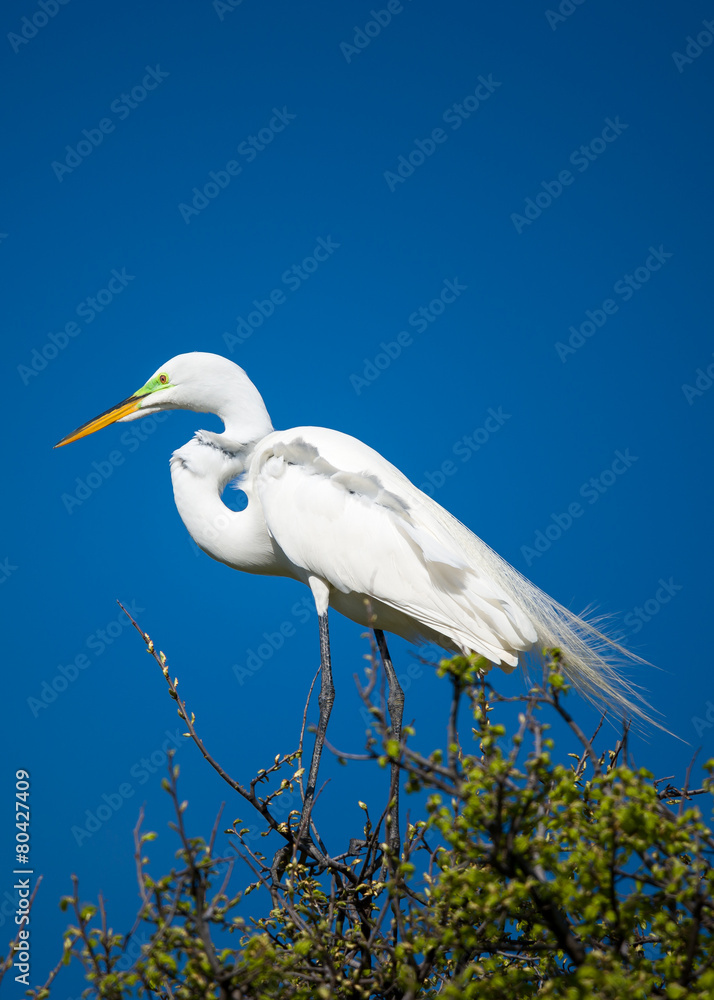 Great Egret in the Wild Great Egret in the Wild
