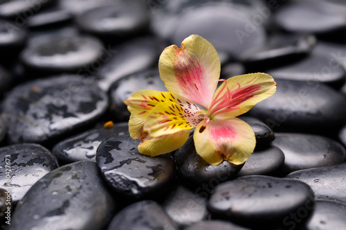 Still life with yellow orchid on wet zen stones