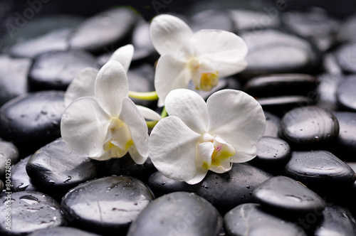 Set of white branch orchid on wet zen stones