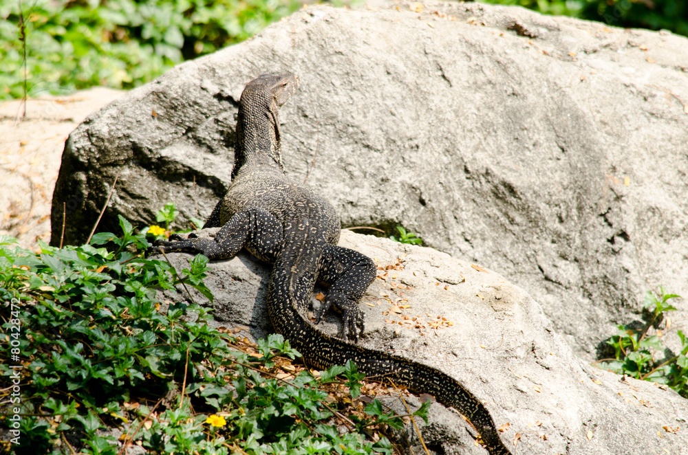 water monitor water monitor