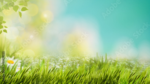 Natural backgrounds with green foliage under bright summer sun