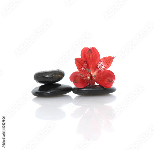 Red orchid on stacked black stones reflection