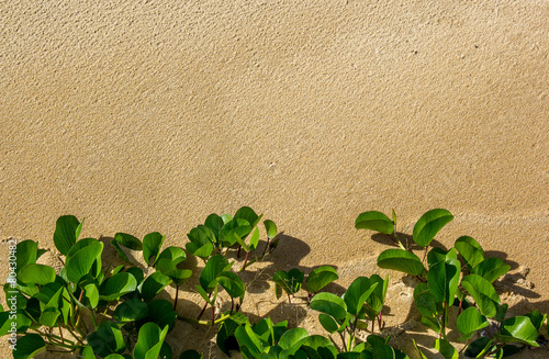 Fundo, areia e folhas