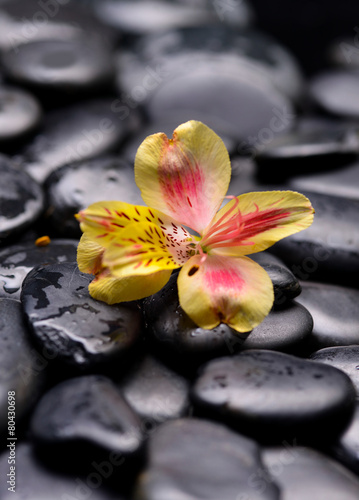 Beautiful yellow orchid on wet zen stones