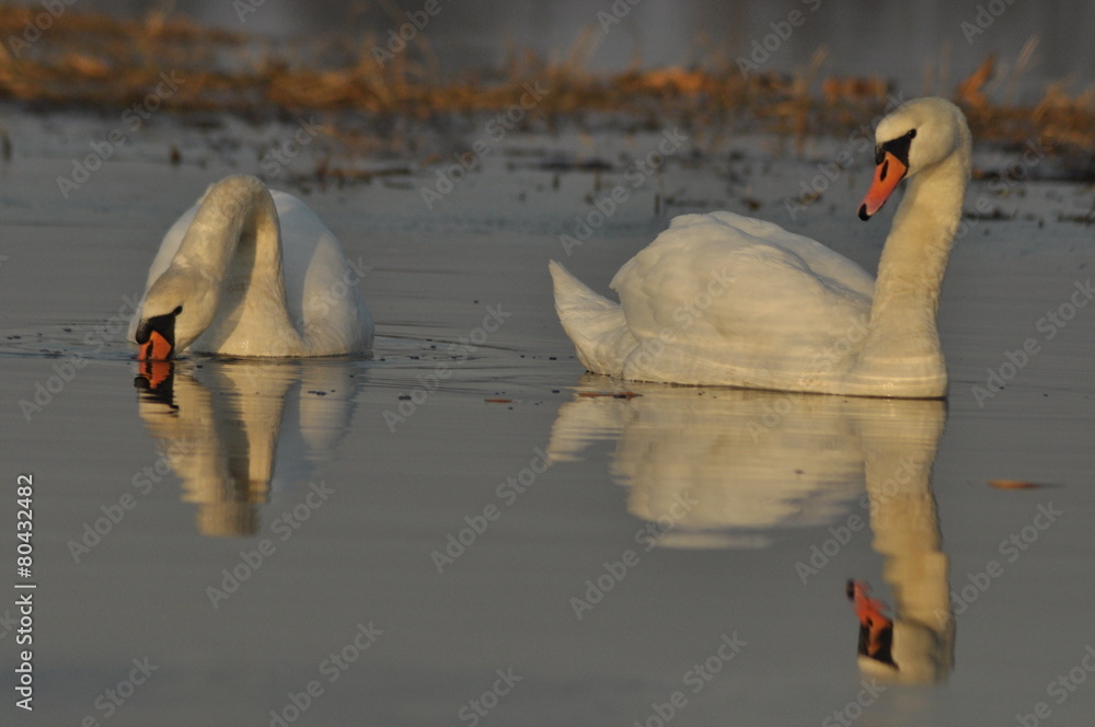 Naklejka premium Swans swimming on the river. A pair of birds on the water.