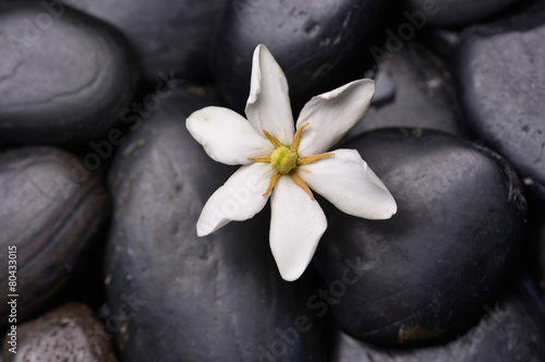Gardenia on black pebbles 