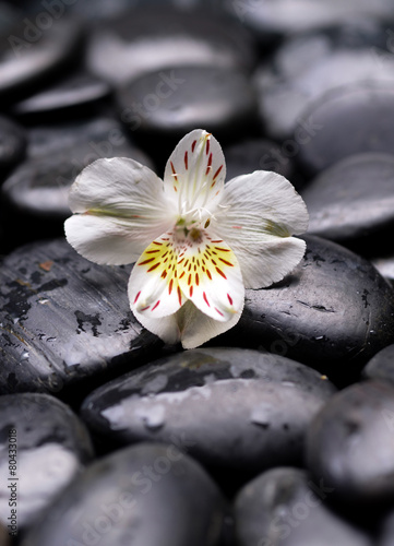 Beautiful new orchid and wet stones