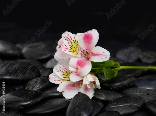 Set of branch orchid on wet zen stones