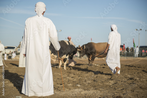 Bullfight in the Fujairah corniche, United Arab Emirates