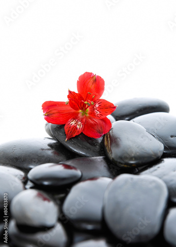 Red orchid on zen black stones 