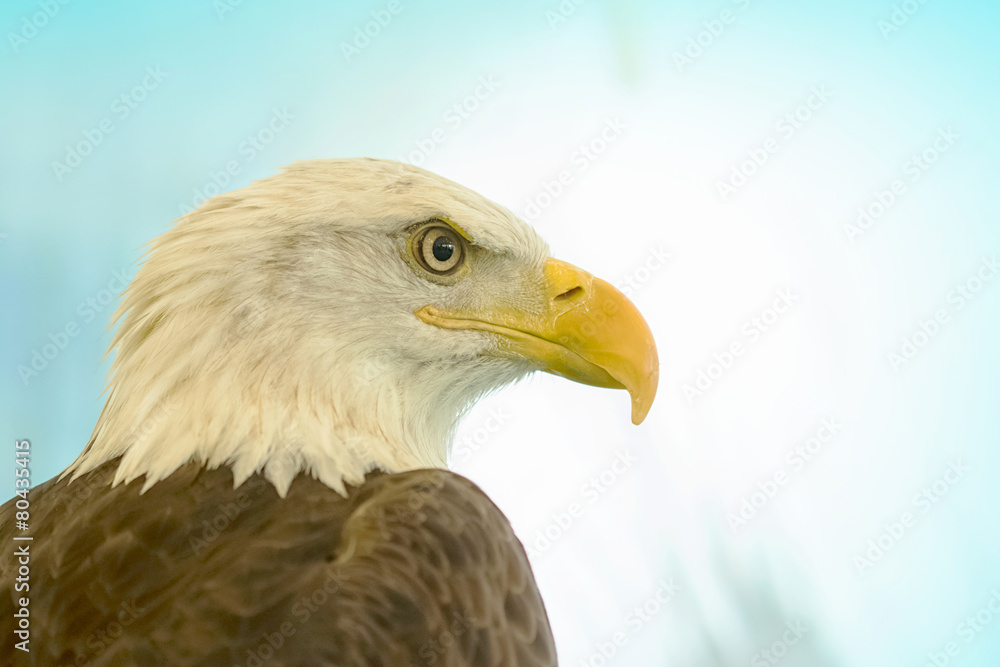White-Head Eagle, Bald Eagle White-Head Eagle, Bald Eagle