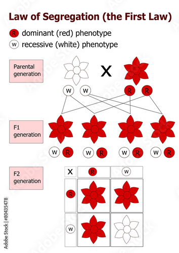 Mendelian inheritance