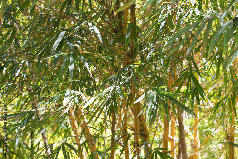Fototapeta premium bamboo forest