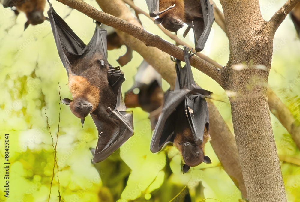 Flying foxes hanging on the tree