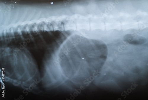 chest of dog on x ray film