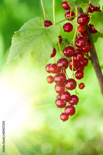 Red currants outsoors photo