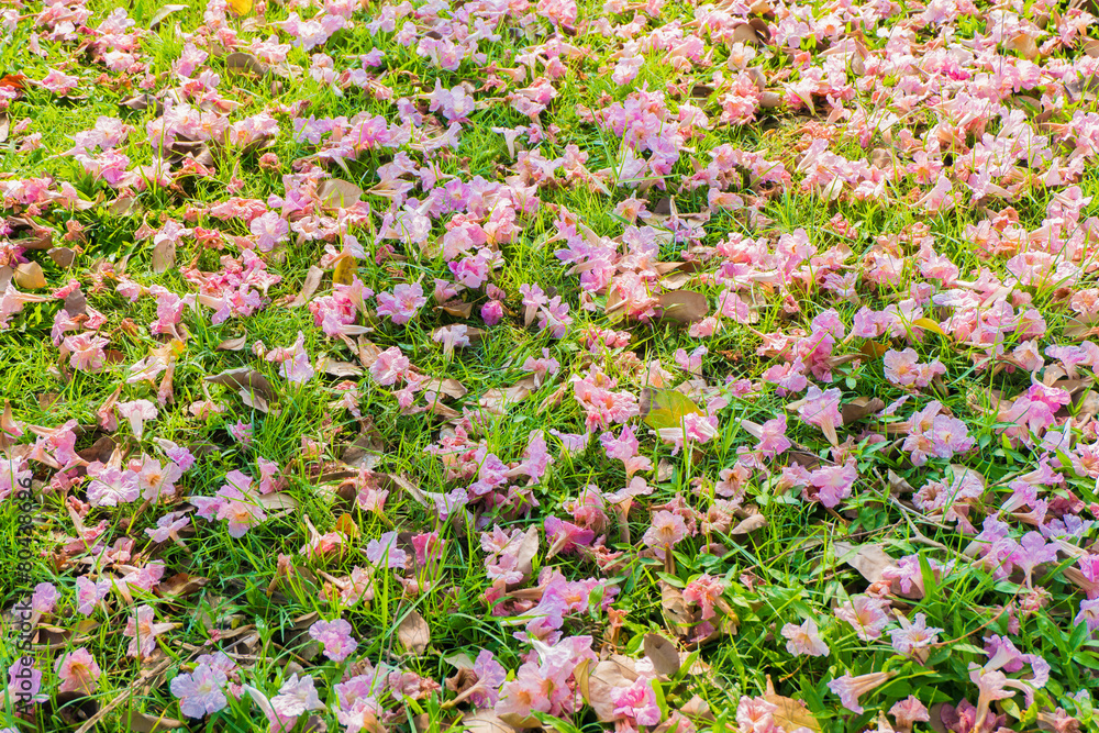 Naklejka premium Tebebuia Flower