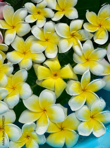 many frangipani in water     © skywing