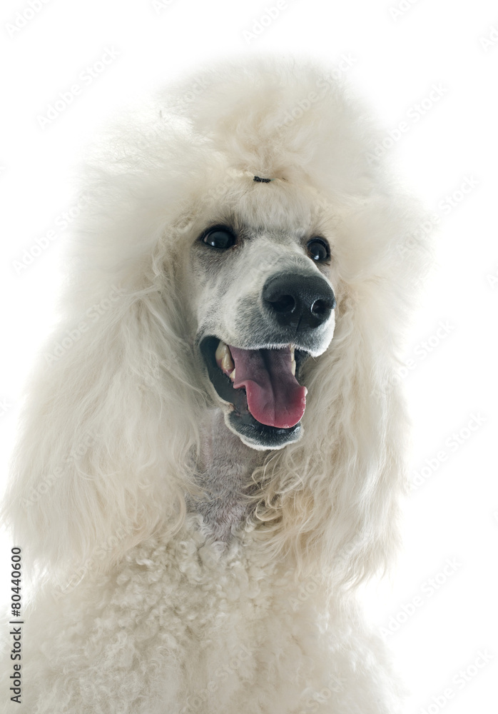 white Standard Poodle