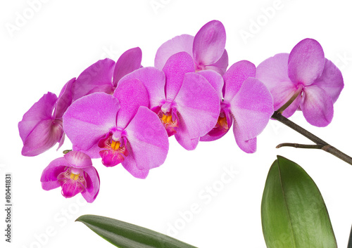 Orchids flowers