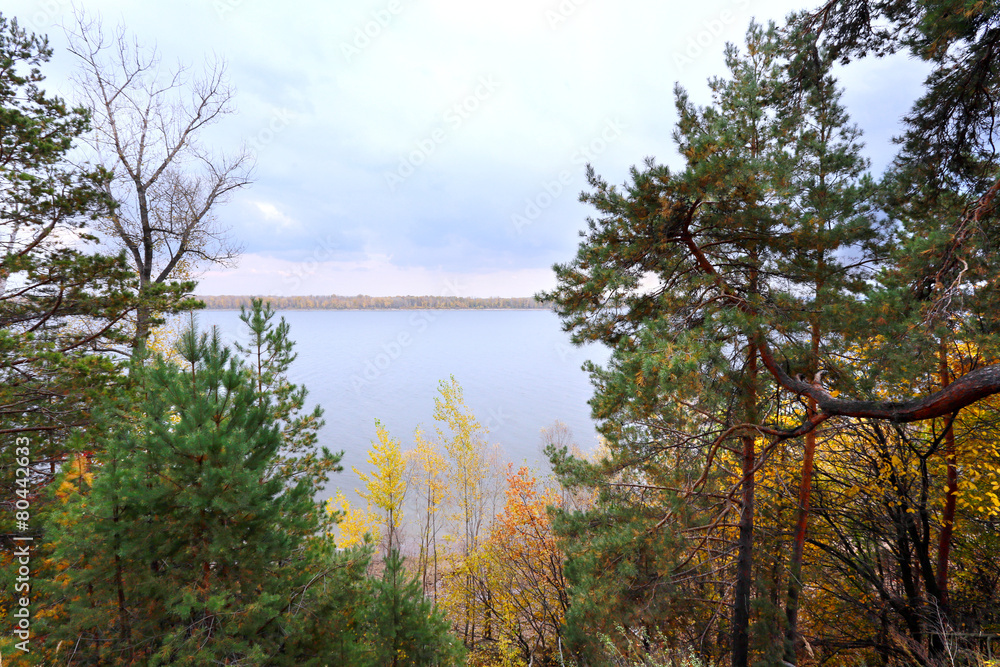 Obraz premium autumn in the mixed forest