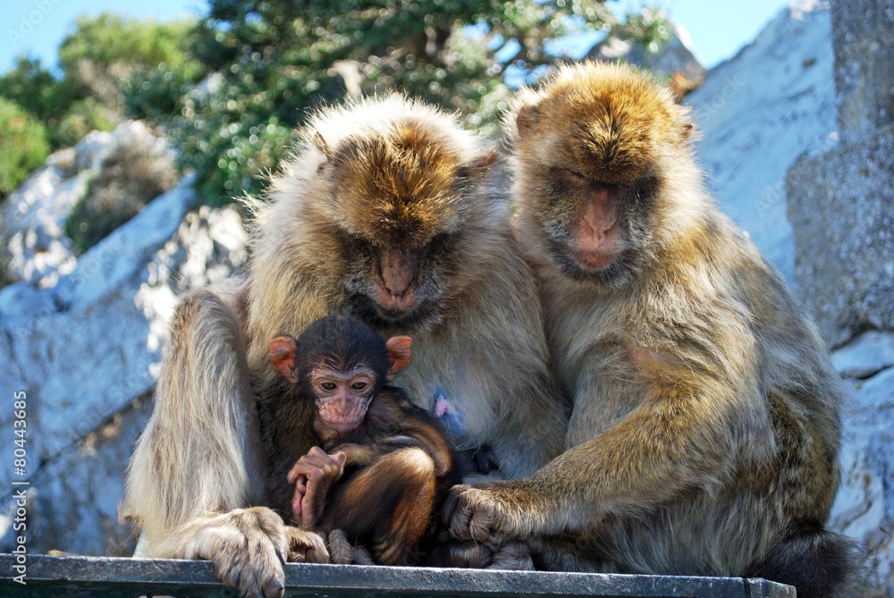 Naklejka premium Family of Barbary Apes, Gibraltar © Arena Photo UK