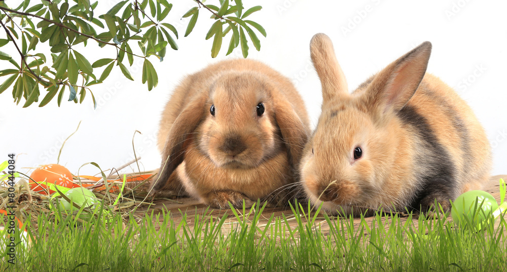 Fototapeta premium pair of rabbits