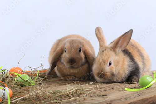 pair of rabbits