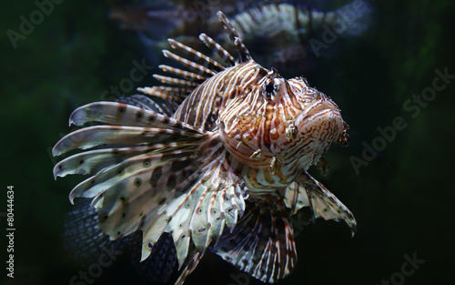 Close-up view of a common lionfish (Pterois miles)