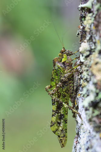 A close-up of green grasshopper © oolulu