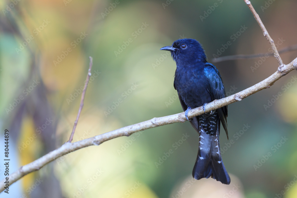 Drongo Cuckoo resting on a perch Drongo Cuckoo resting on a perch
