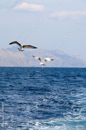 two seagulls soaring over the sea