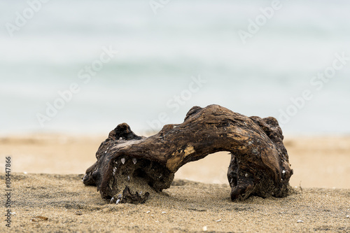 ramo di legno  in spaggia col mare photo