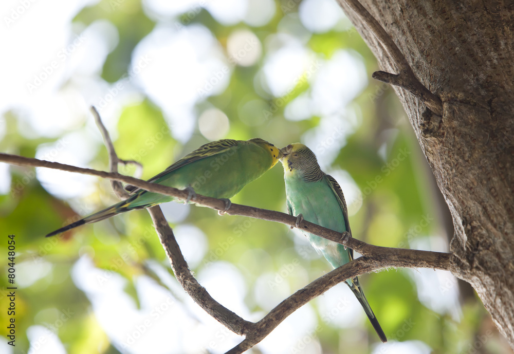 Budgerigars are kissed on branch, the small depth of sharpness Budgerigars are kissed on branch, the small depth of sharpness