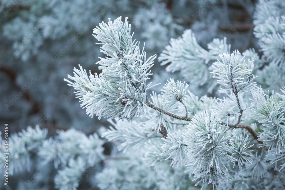 Frosted tree branches