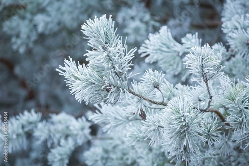 Frosted tree branches