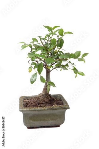A little bansai tree in ceremic tree pot