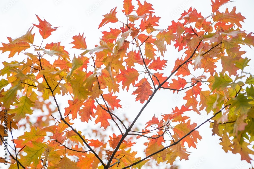 Autumn leaves on branch agains sky Autumn leaves on branch agains sky