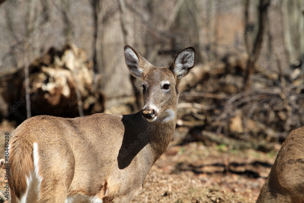 Obraz premium White-tailed Deer