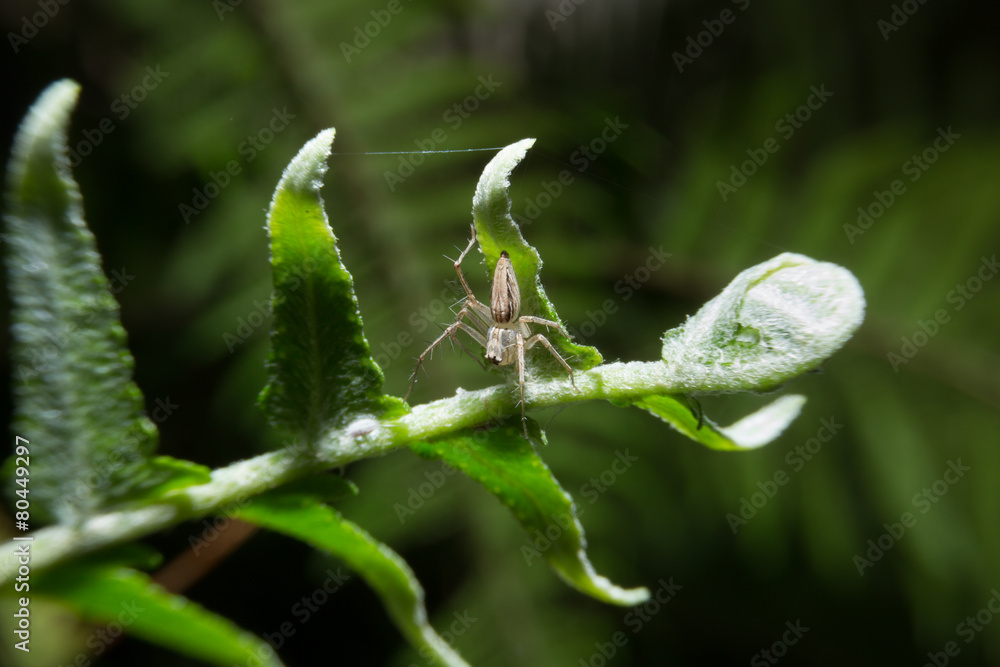 Spider holding on fern plant. Spider holding on fern plant.