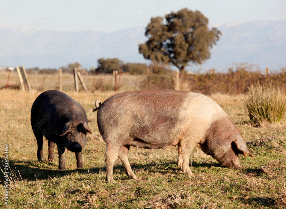 Iberian pig in the field of Spain. Iberian pig in the field of Spain.