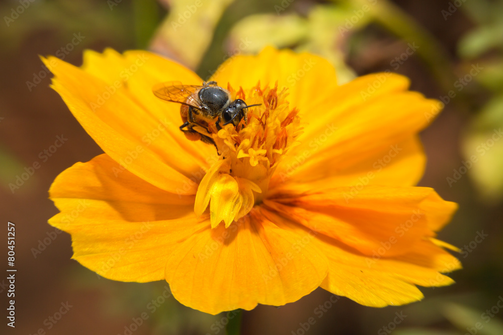 Bee holding in flower with close up detailed view. Bee holding in flower with close up detailed view.
