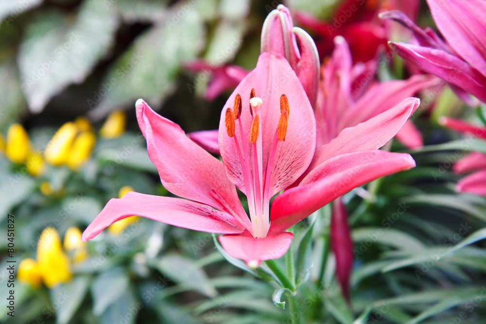 Fototapeta premium Beautiful pink lily close up .