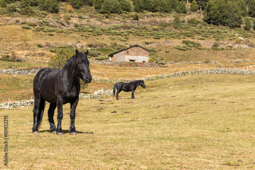 Horses