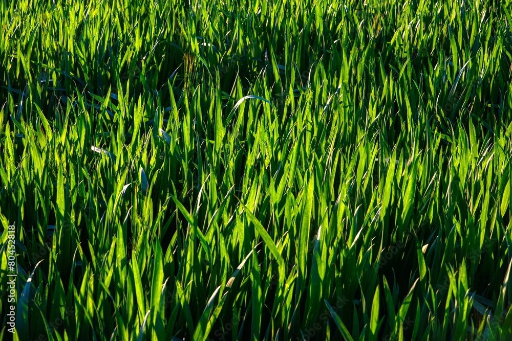 background of dew drops on bright green grass background of dew drops on bright green grass
