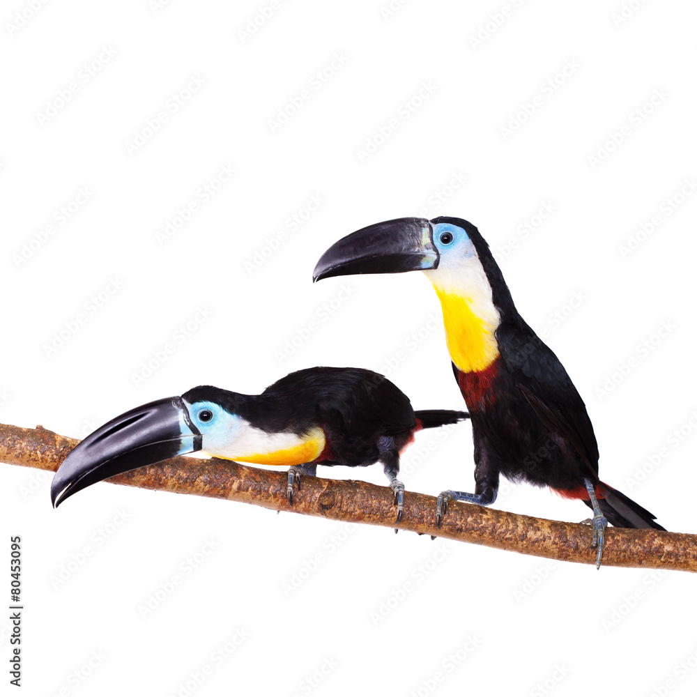 Naklejka premium Channel-billed toucan isolated on white