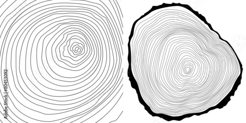 Illustration of Tree Log Cross-Section with Detailed Growth Rings. Vector tree rings and tree log cutted.