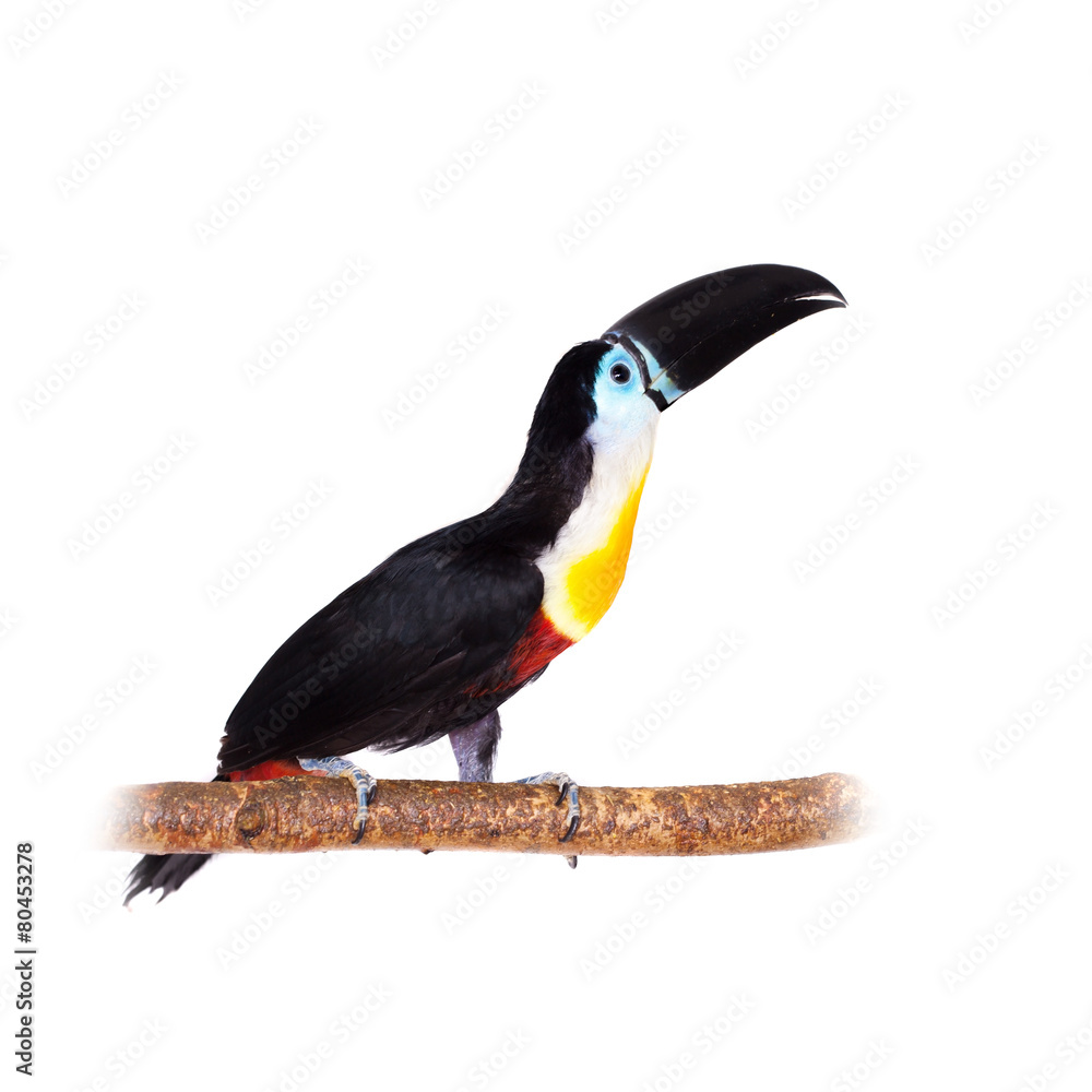 Obraz premium Channel-billed toucan isolated on white