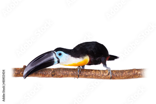 Channel-billed toucan isolated on white photo